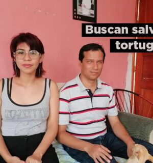 Buscan salvar a las tortugas