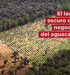 Exponen el lado oscuro en negocio del aguacate; aumenta su exportación