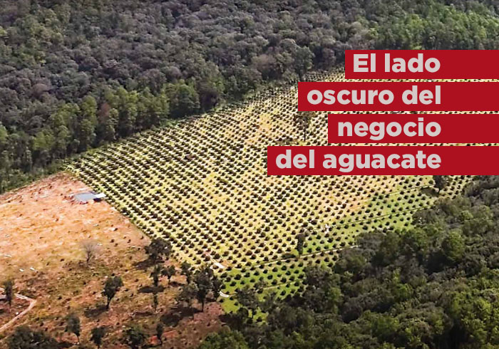 Exponen el lado oscuro en negocio del aguacate; aumenta su exportación