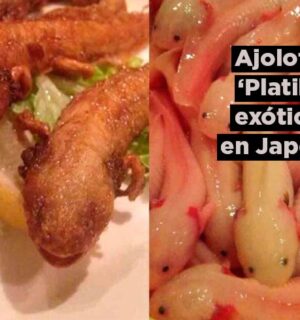 Restaurante de comida exótica en Japón sirve ajolotes fritos como parte de su menú