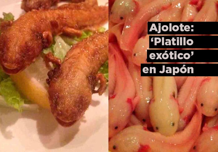 Restaurante de comida exótica en Japón sirve ajolotes fritos como parte de su menú