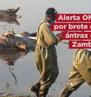 Alerta la OMS por brote de ántrax; piden plan de emergencia