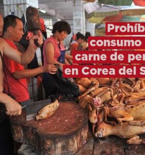 Corea del Sur prohíbe oficialmente el comercio de carne de perro