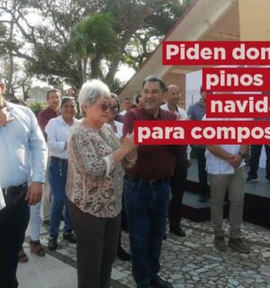 Invitan a la población a donar pinos de navidad para composta