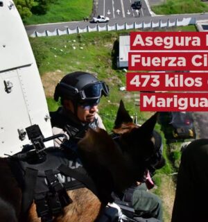 Asegura Compañía K9 de Fuerza Civil 473 kilos de marihuana durante el 2023