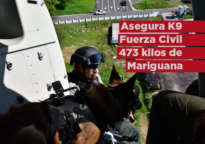 Asegura Compañía K9 de Fuerza Civil 473 kilos de marihuana durante el 2023