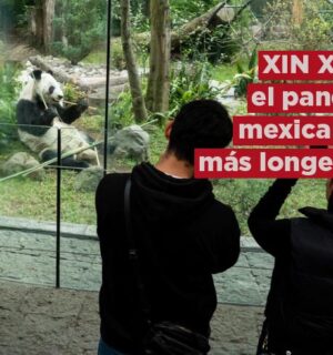 ¡XIN XIN, se posiciona como una de las pandas más longevas en el mundo!