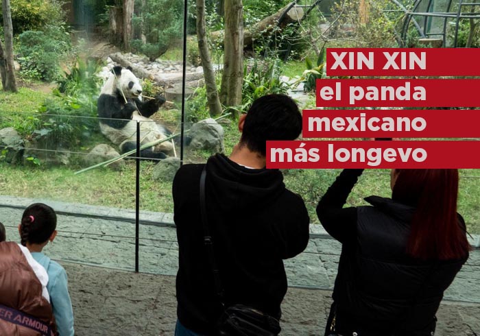 ¡XIN XIN, se posiciona como una de las pandas más longevas en el mundo!