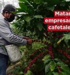 Matan a empresario cafetalero en Veracruz