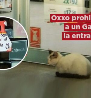 Tunden a un Oxxo por prohibirle la entrada a un gato