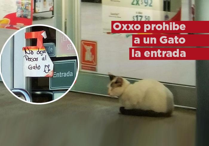 Tunden a un Oxxo por prohibirle la entrada a un gato