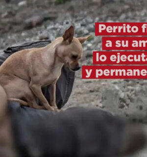 Perrito acompaña cadáver de su dueño