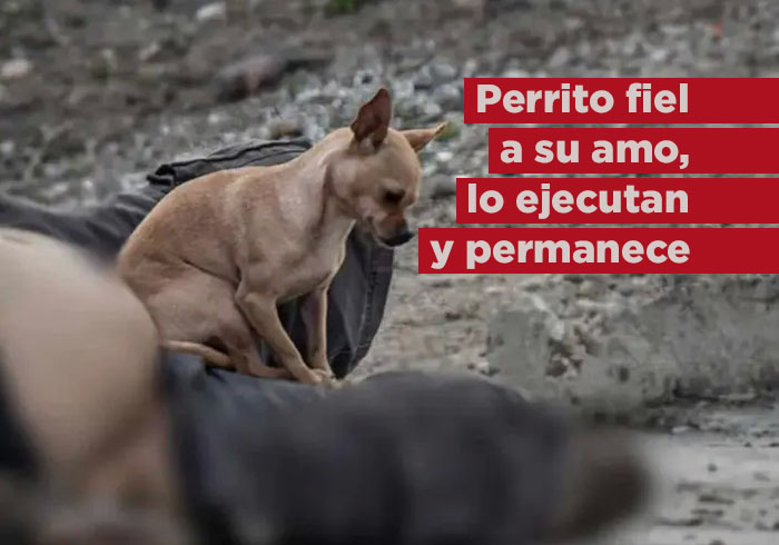 Perrito acompaña cadáver de su dueño