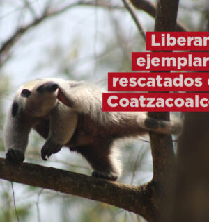 Liberan a ejemplares rescatados en Coatzacoalcos