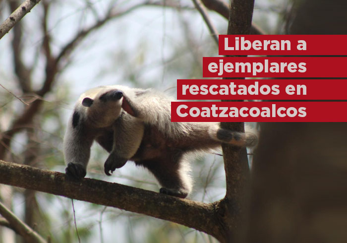 Liberan a ejemplares rescatados en Coatzacoalcos