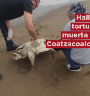 Hallan otra Tortuga Muerta en Playas de Coatzacoalcos