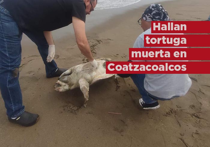 Hallan otra Tortuga Muerta en Playas de Coatzacoalcos