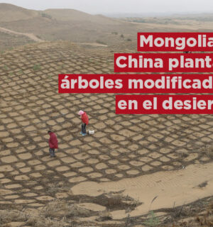 China y Mongolia están plantando árboles modificados genéticamente para el desierto