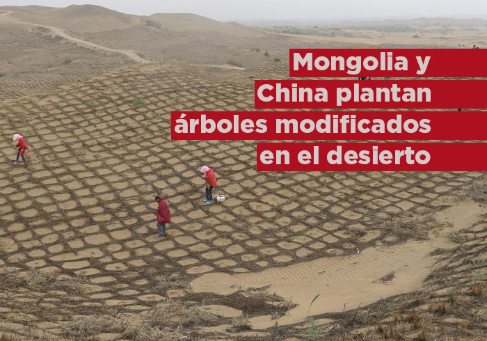 China y Mongolia están plantando árboles modificados genéticamente para el desierto