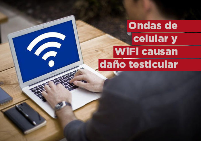 Ondas del celular y el WiFi causan daño testicular