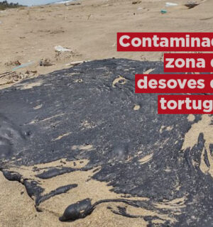 Contaminada la zona de desoves de tortugas marinas