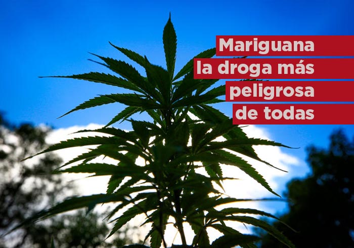 Marihuana es la droga más peligrosa de todas, afirma directora del “Proyecto Hombre”