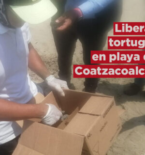 Liberación de Tortugas en Playa de Coatzacoalcos