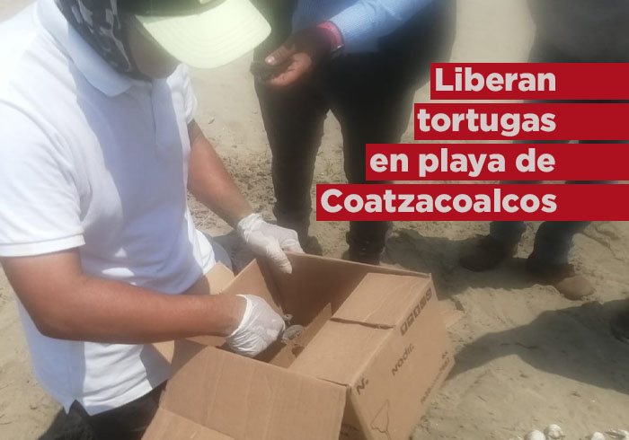 Liberación de Tortugas en Playa de Coatzacoalcos