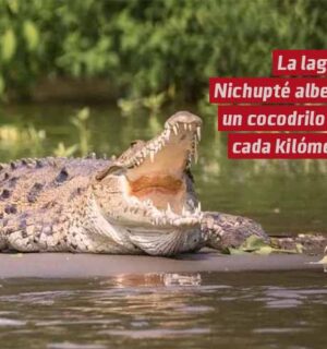 La Laguna Nichupté alberga un cocodrilo por cada kilómetro