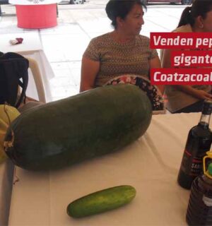 Increíble pero cierto vende Pepino gigante en Coatzacoalcos