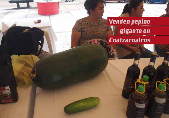 Increíble pero cierto vende Pepino gigante en Coatzacoalcos