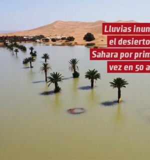 Lluvias inundan el desierto del Sahara por primera vez en más de 50 años; así luce