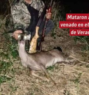 Mataron a un venado en el sur de Veracruz, en Jesús Carranza