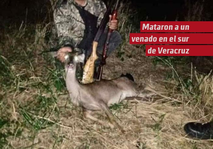 Mataron a un venado en el sur de Veracruz, en Jesús Carranza