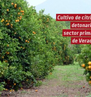 Cultivo de cítricos, piña y caña de azúcar detonaría el sector primario de Veracruz