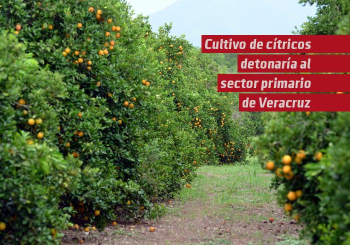 Cultivo de cítricos, piña y caña de azúcar detonaría el sector primario de Veracruz