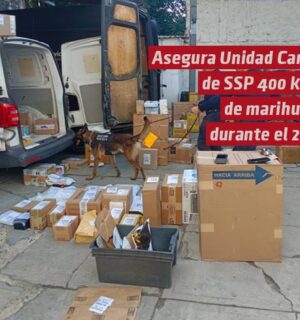 Asegura Unidad Canina de SSP 400 kilos de marihuana durante el 2024