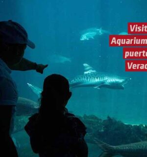 En estas vacaciones, visita el Aquarium del Puerto de Veracruz y vive una experiencia inolvidable