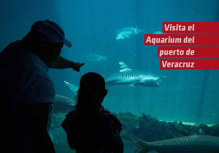 En estas vacaciones, visita el Aquarium del Puerto de Veracruz y vive una experiencia inolvidable