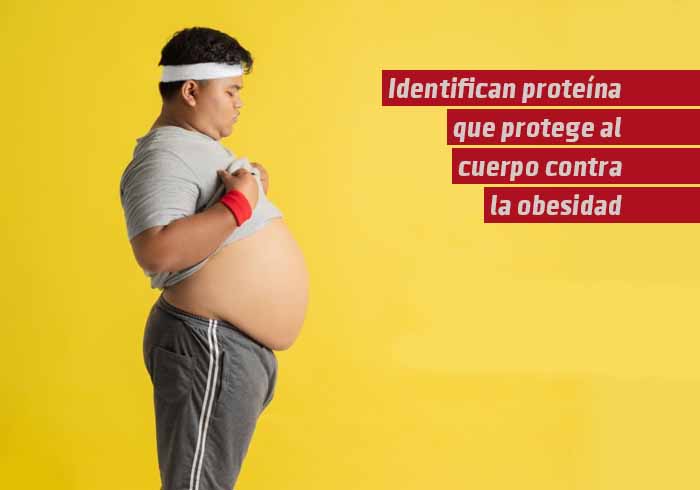 Identifican Proteína que Protege al Cuerpo contra la Obesidad