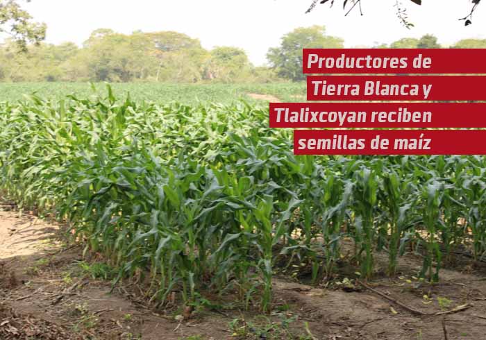 Productores de Tierra Blanca y Tlalixcoyan reciben semillas de maíz