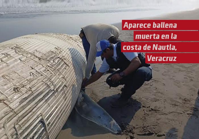 Aparece ballena muerta en la costa de Nautla, Veracruz