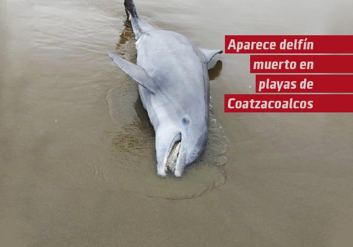  Aparece delfín muerto en playas de Coatzacoalcos