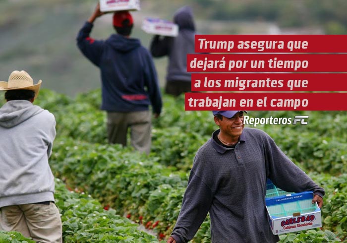 Trump asegura que dejará por un tiempo a los migrantes que trabajan en el campo