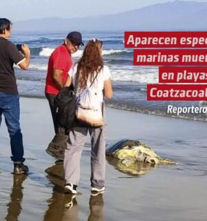 Aparecen especies marinas muertas en playas de Coatzacoalcos