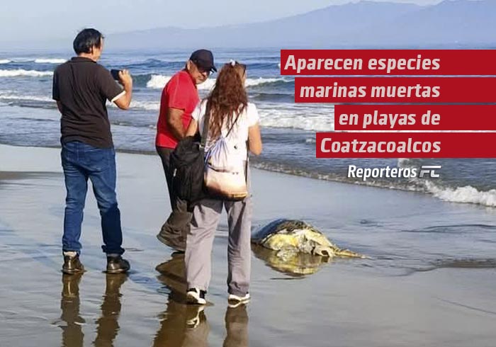 Aparecen especies marinas muertas en playas de Coatzacoalcos