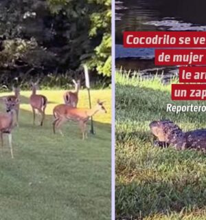 Cocodrilo se venga de mujer que le arrojó un zapato