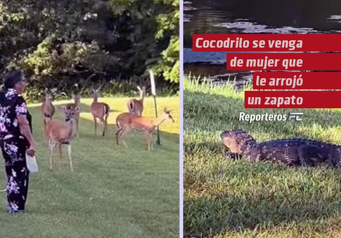 Cocodrilo se venga de mujer que le arrojó un zapato