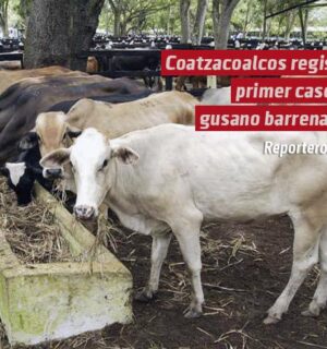 Coatzacoalcos registra primer caso de gusano barrenador