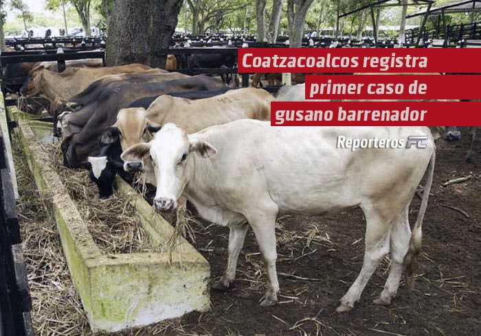 Coatzacoalcos registra primer caso de gusano barrenador